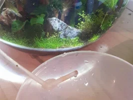 Planted, filterless Shrimp bowl
