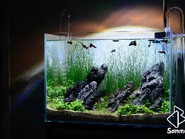 Just place the stones parallel, and the aquarium setup is complete!