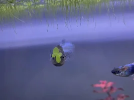 5 gallon Fluval Spec V