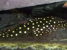 Big White Spot Plec