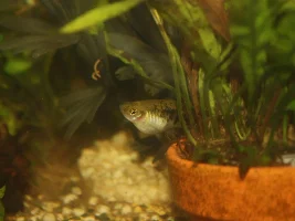 Xiphophorus evelynae...