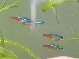 First time aquarium, please help determining NTD. (with photos)