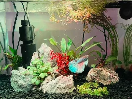 RIP Neppy 😢 WELCOME Dobby!😆
