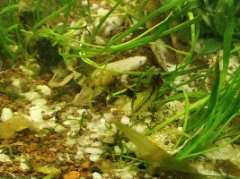 My 20gallon aquascape