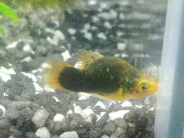 Platy staying at bottom of tank
