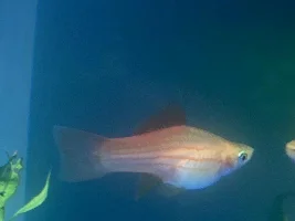 Is my swordtail pregnant?