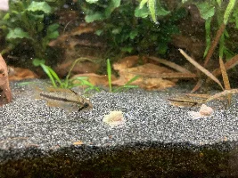 New Apisto