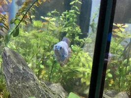 Is my gourami pregnant or is it male?