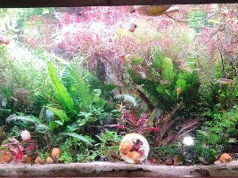 My very messy tank needs something but what does it need ?