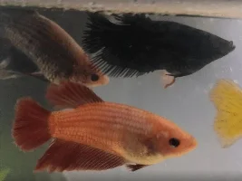 Can someone help identify cause of bloated stomach on female betta?