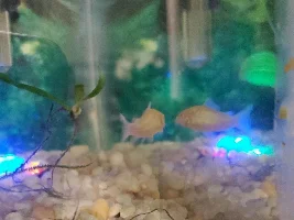 cory seems to have some type of reddish tinge and acting restless.  or am I just paranoid