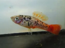 What Type Of Livebearers Do You Keep,