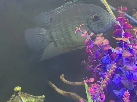 Severum don’t get along HELP
