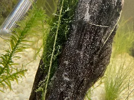 White fluff on plants and decorations