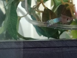 Does anyone know if this guppy has fin rot and bent spine?
