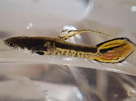 My Dying Tiger endler has pink spots on tail
