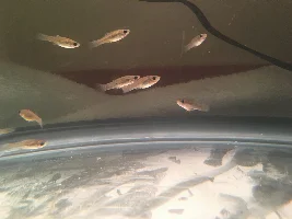 can anyone ID these fish?