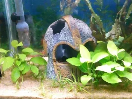Cyanobacteria In Betta Tank