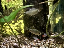 Undergravel filtration and Cory group fish