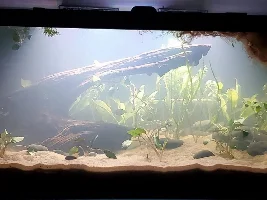 Evolution of my aquariums