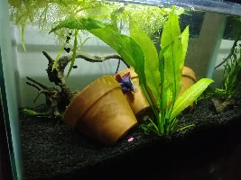 My twins 10 gal planted tank.