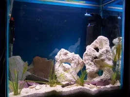 Puffers