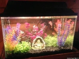 Buddah Zen Garden - 10Gal
