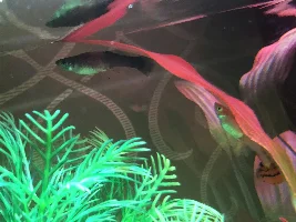 Guppy emergency! Please help!