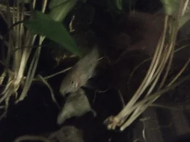 Pale corydora?