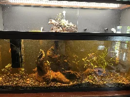 The great rebuild of my 55 gallon fish tank.