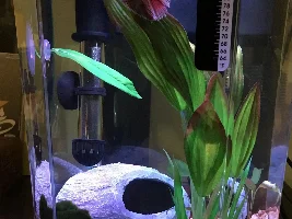 Betta's tail quickly frayed? Strange tearing and hole under a week.
