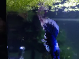 Name my first betta contest!