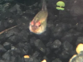 What disease is this!?!?! And what should I do!?!?!