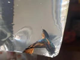 Redoing my 6 gallon
