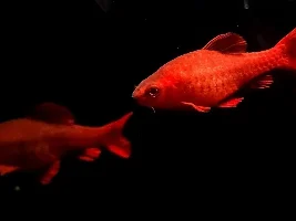 The mystery life of fish fry