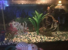 New guppy mama