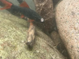 Weird white spot on rainbowshark.