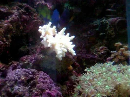 Pussey Coral