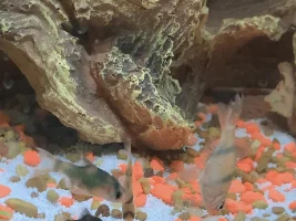 Tiger Barb mass illness!