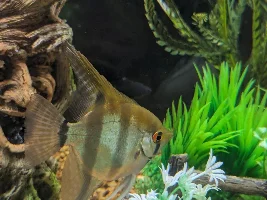 Angel Fish egg laying?  Are they both females?