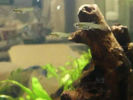 Bonus fishy - please ID if you can