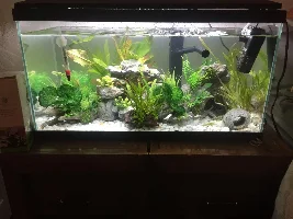 Lethargic platy laying on the gravel - help