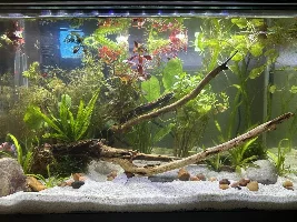 10gal Walstad lighting brand recommendations