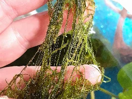 What kind of moss is this that is taking over!