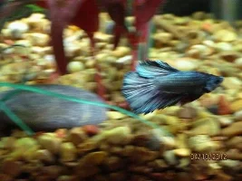 My New Betta