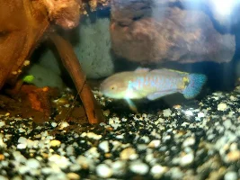 Peacock gudgeon photos