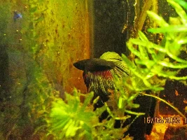 My (very) low-cost 7.92 gallons tank