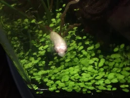 Female Betta Has Flaky Scales