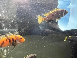 55 gal cichlid tank photos