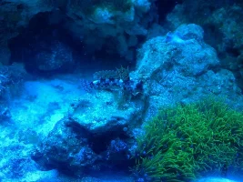August 2014 - Fish Of The Month Comp Entries